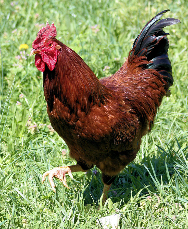 Rhode Island Red Stepping Out Photograph by Kristin Elmquist