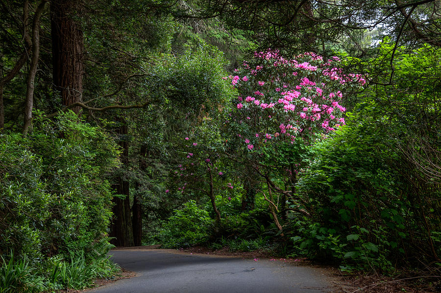Rhodie By The Road Photograph by Mark Alder