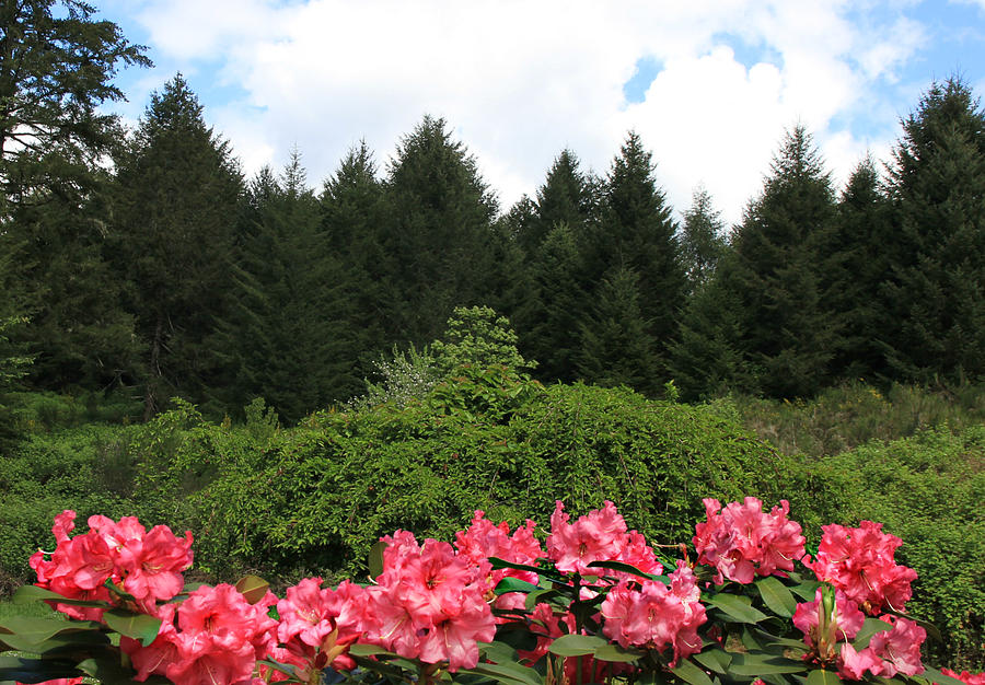 Rhodies And Pine Trees Photograph