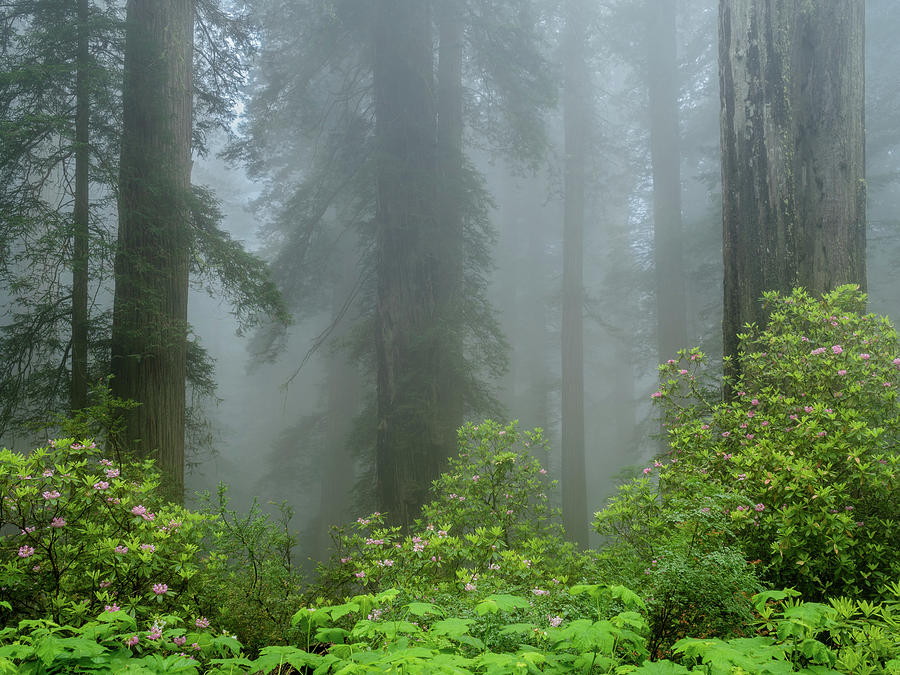 Rhodies and Redwoods Photograph by Greg Nyquist