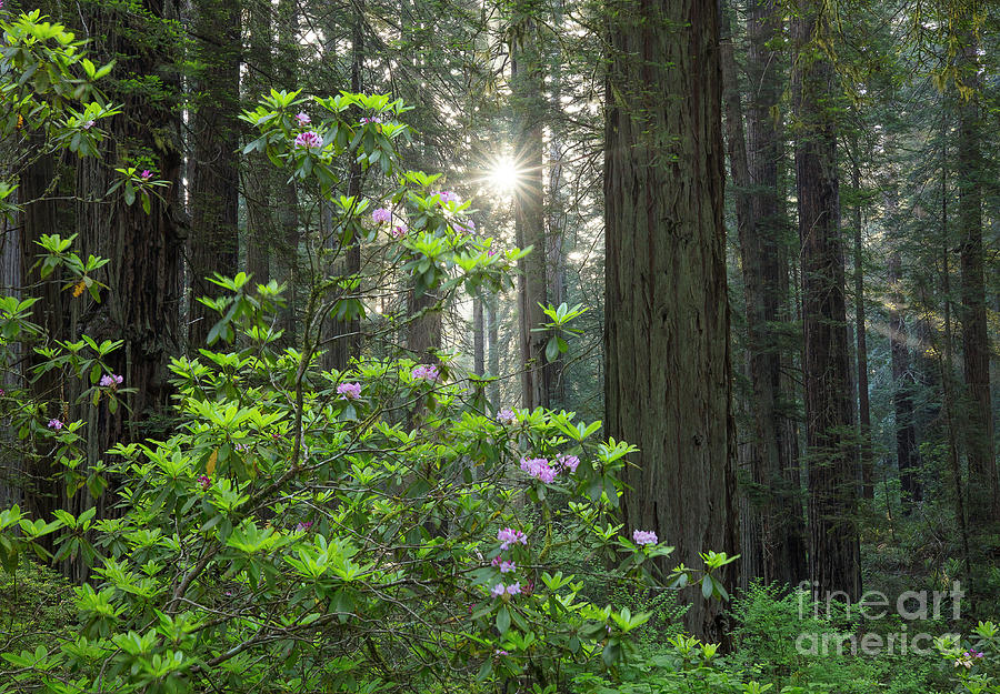 Rhodies and Redwoods Photograph by Idaho Scenic Images Linda Lantzy