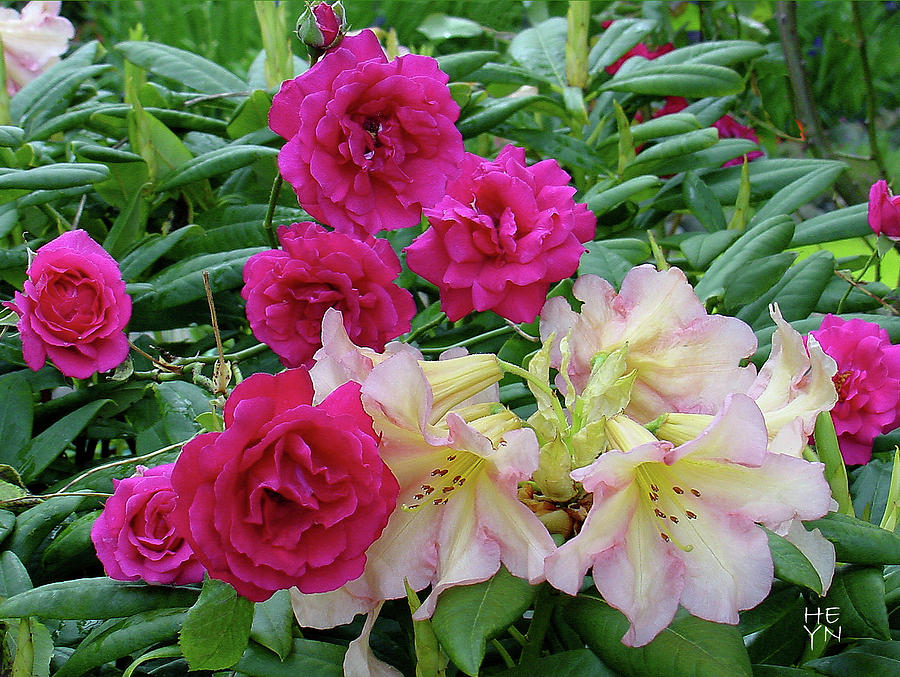 Rhodies and Roses Photograph by Shirley Heyn
