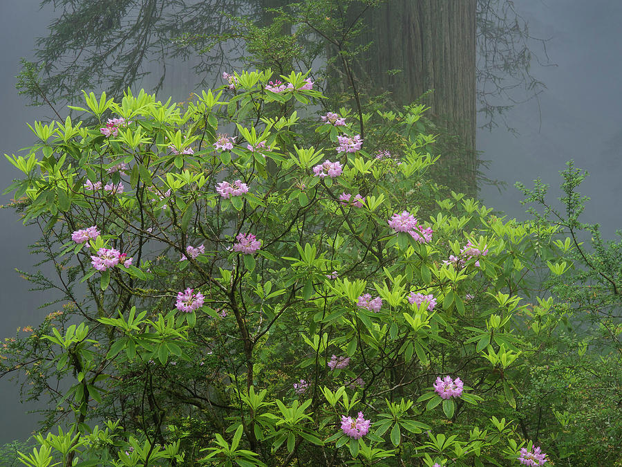 Rhodies in Fog Photograph by Greg Nyquist