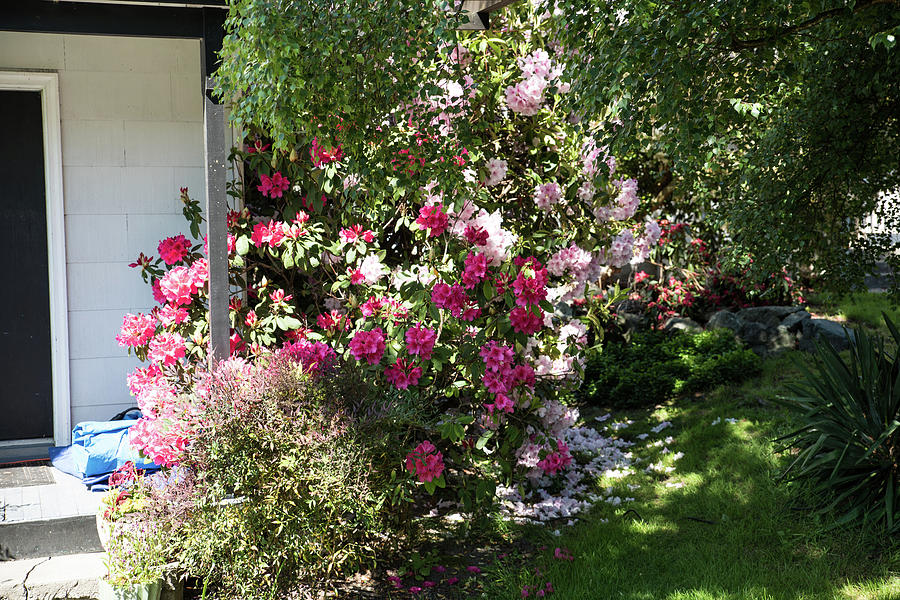 Rhodies in the Front Yard Photograph by Tom Cochran