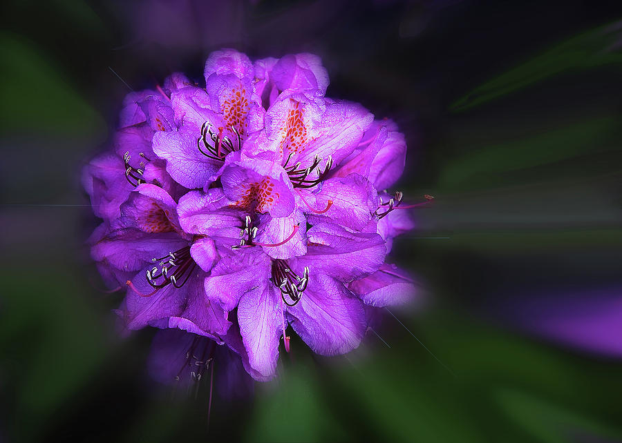 Rhodie Photograph by John Christopher