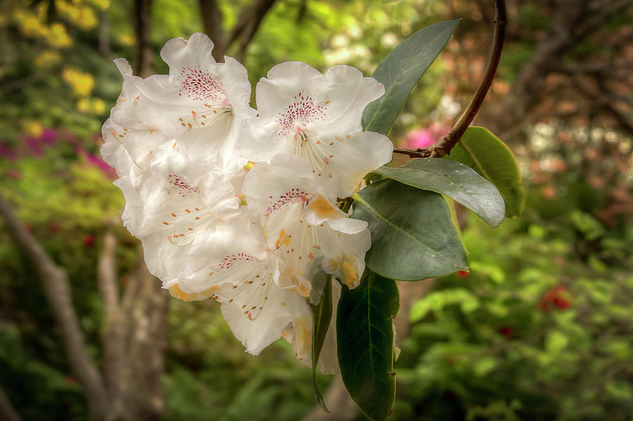 Rhododendron 0781 Photograph by Kristina Rinell
