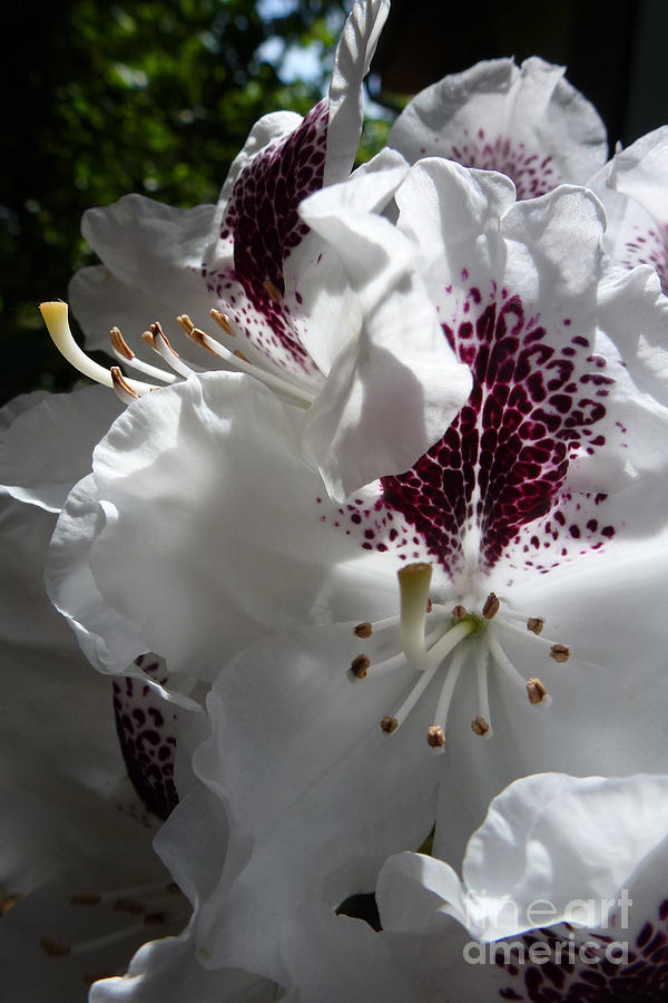 Rhododendron 1 Photograph by Jean Bernard Roussilhe