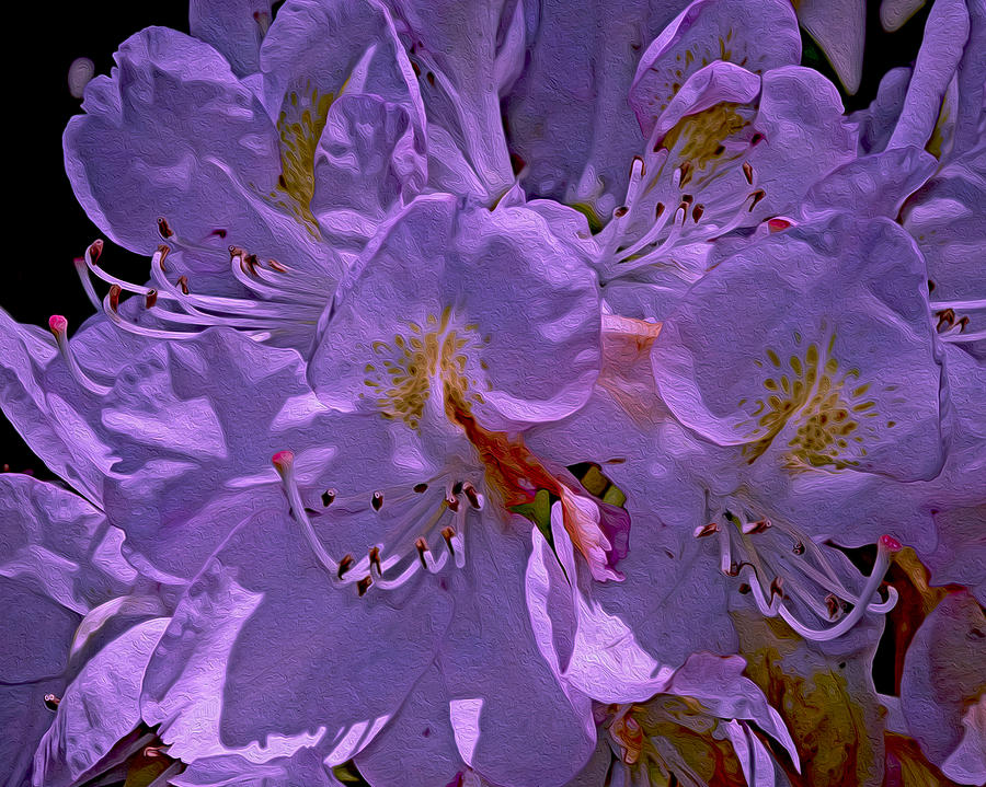Rhododendron 16 Photograph by Lynda Lehmann