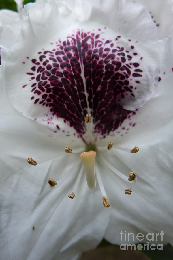 Flower Photograph - Rhododendron 2 by Jean Bernard Roussilhe