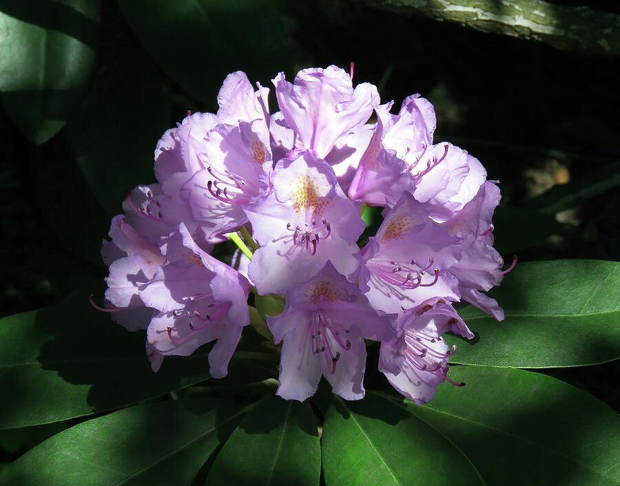 Rhododendron In Bloom Photograph by Johanna Hurmerinta