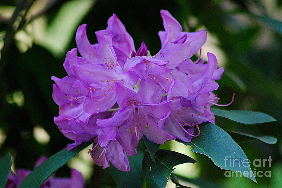 Rhododendron 20130506_224 Photograph by Tina Hopkins