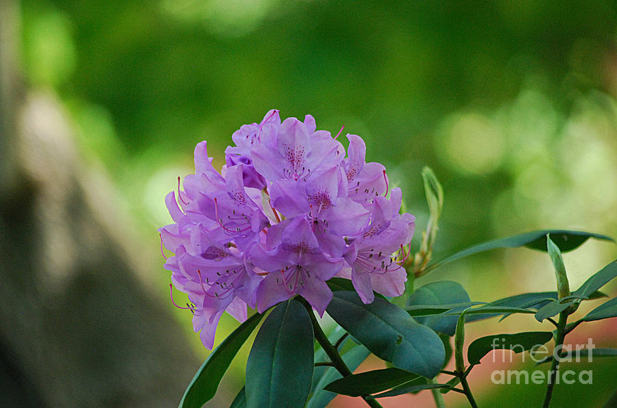 Rhododendron 20130515a_189 Photograph by Tina Hopkins