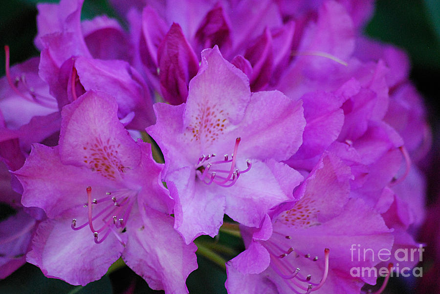 Rhododendron 20130515a_240 Photograph by Tina Hopkins