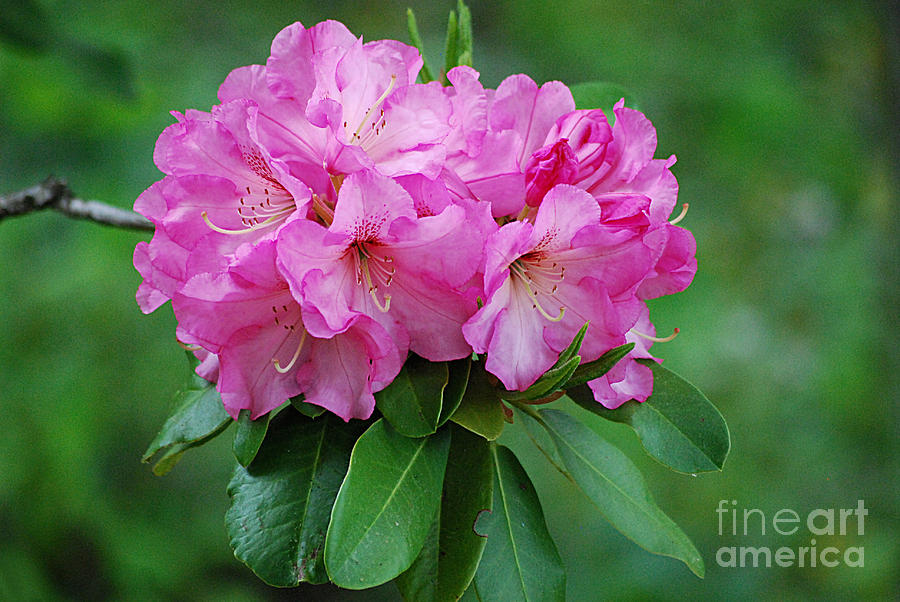 Rhododendron 20130517_69 Photograph by Tina Hopkins