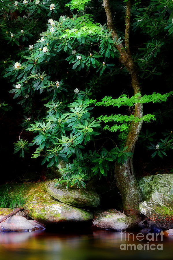 Rhododendron Along The Stream Photograph by Michael Eingle