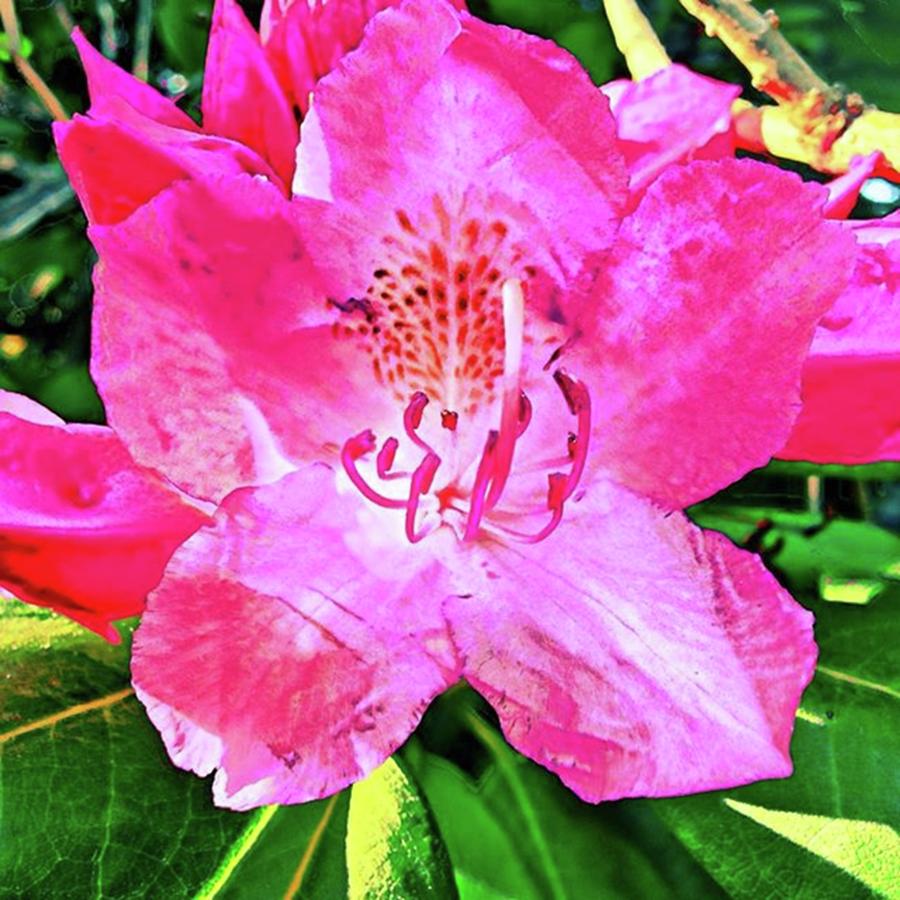 Rhododendron Photograph by Amanda Richter