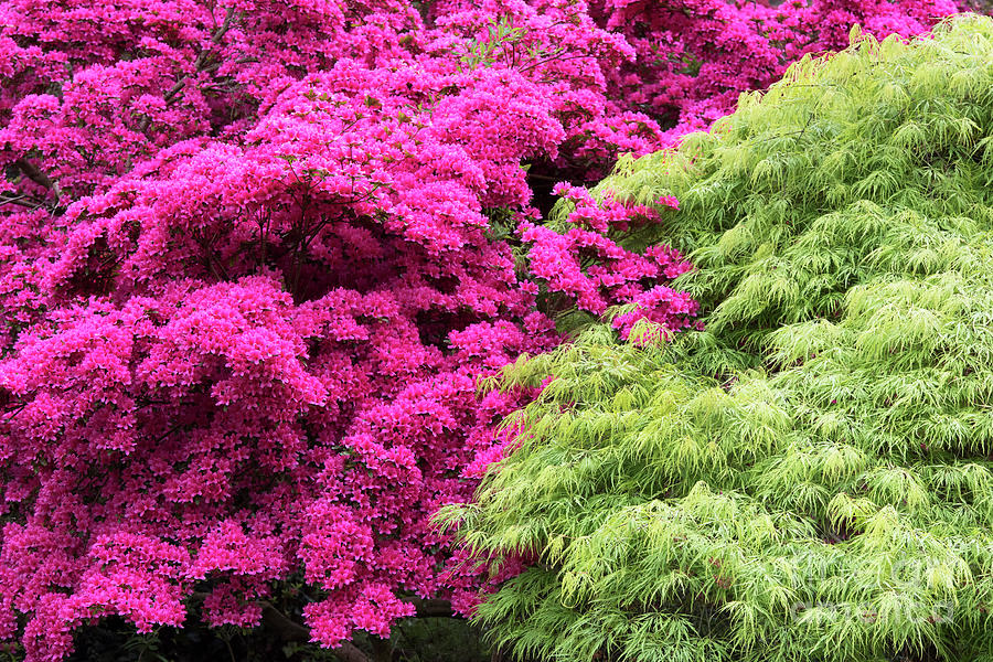 Rhododendron and Acer Photograph by Tim Gainey