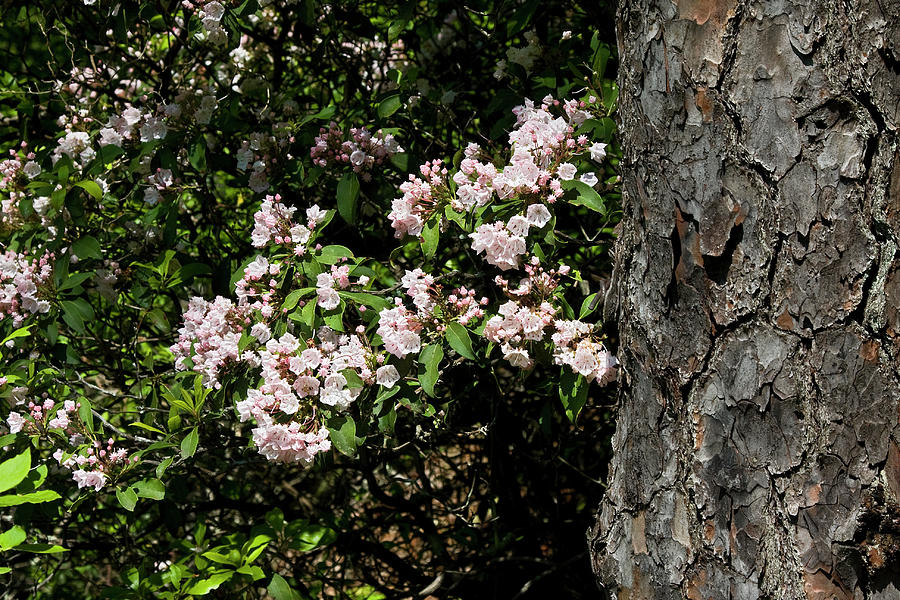Rhododendron and Bark Photograph by Sally Weigand