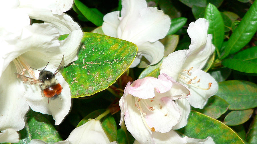 Rhododendron and Bee Photograph by Larry Keahey