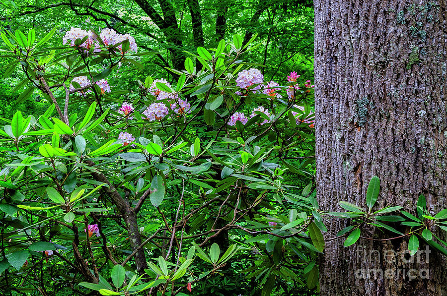 Rhododendron and Poplar Trunk Photograph by Thomas R Fletcher
