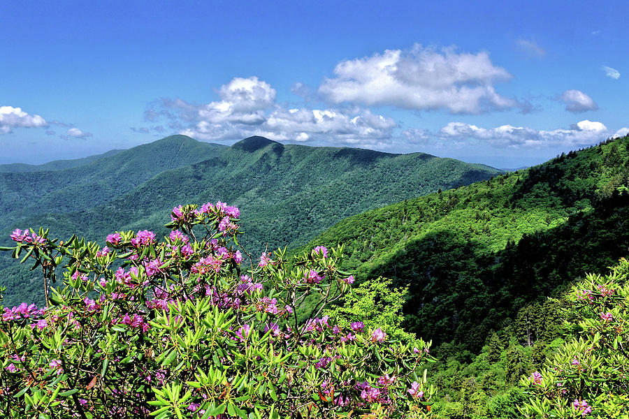 Rhododendron and the Blue Ridge Mountains Photograph by John Trommer ...