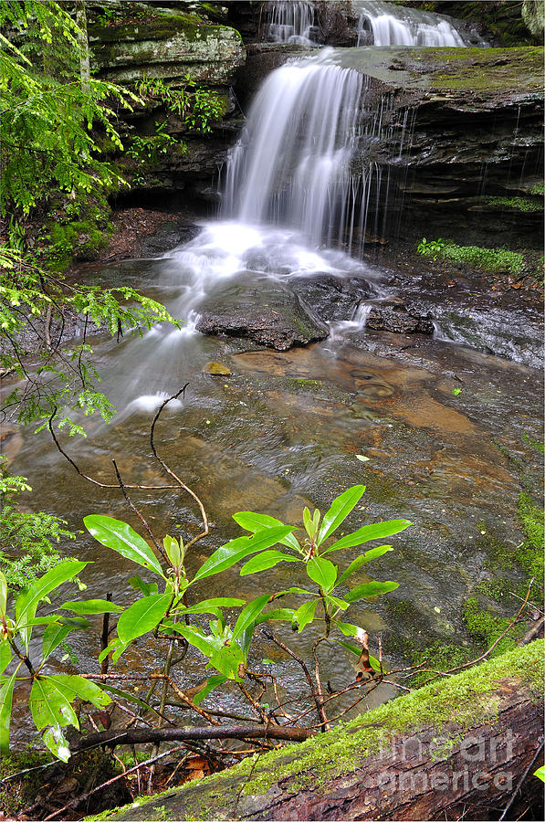 Waterfall Photograph - Rhododendron and Waterfall by Thomas R Fletcher