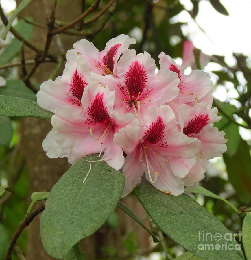 Spring Photograph - Rhododendron by Anita Adams