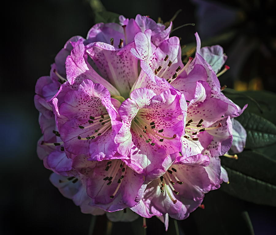 Rhododendron arboreum tree, burans or gurans flower Photograph by Elenarts - Elena Duvernay photo