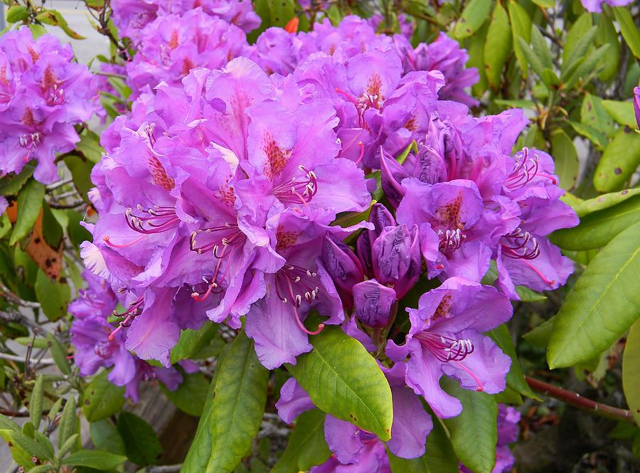 Rhododendron Beauty Photograph by Warren Thompson