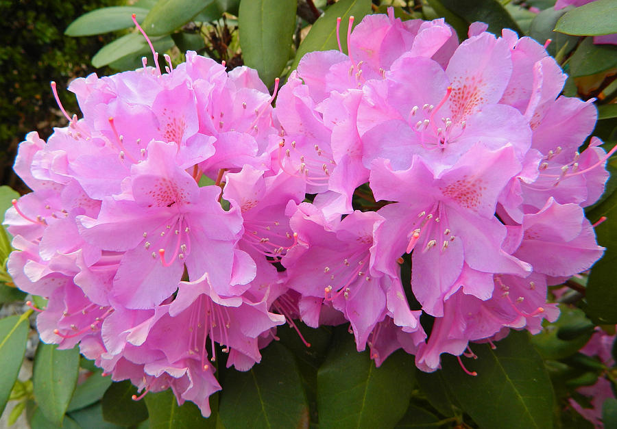 Rhododendron Beauty1 Photograph by Emmy Marie Vickers