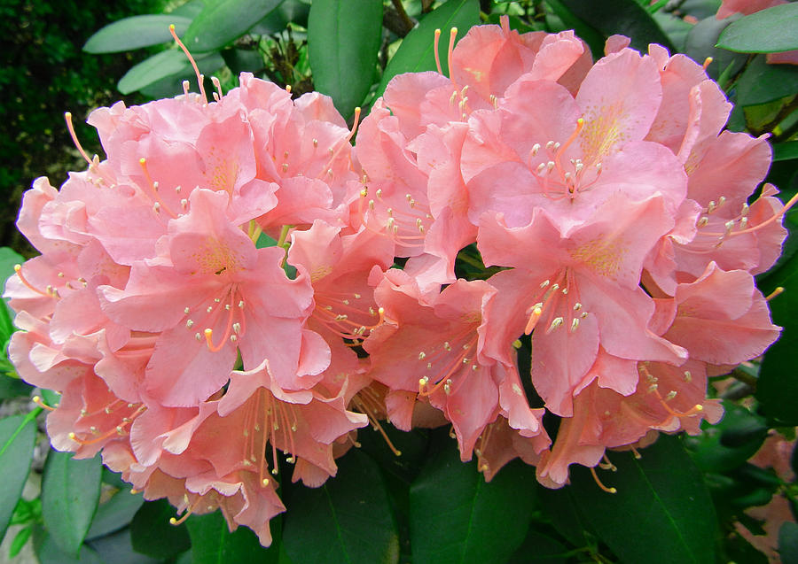 Rhododendron Beauty2 Photograph by Emmy Marie Vickers