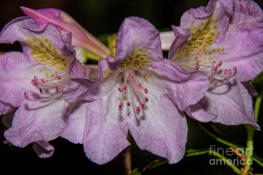 Rhododendron Bliss Photograph by Barbara Bowen