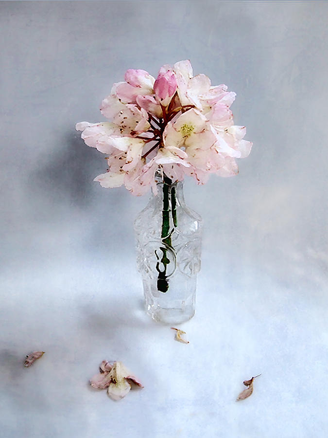 Rhododendron Bloom in a Glass Bottle Photograph by Louise Kumpf