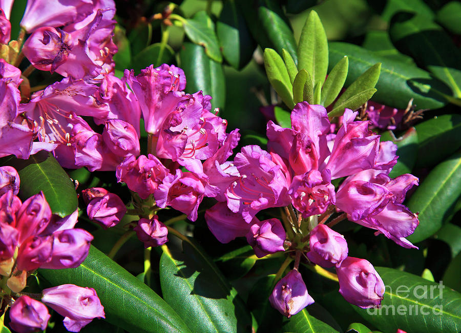 Rhododendron Blooming Photograph by Jill Lang