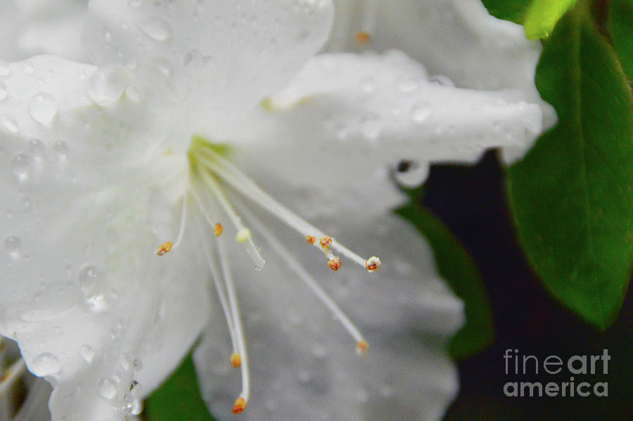 Rhododendron Blossom Photograph by Brian OKelly