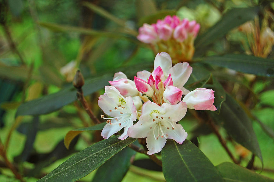Flower Photograph - Rhododendron Blossoms by Ben Prepelka