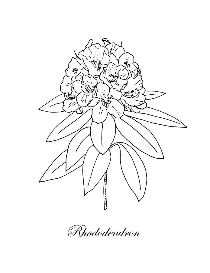 Rhododendron. Botanical Drawing by Masha Batkova