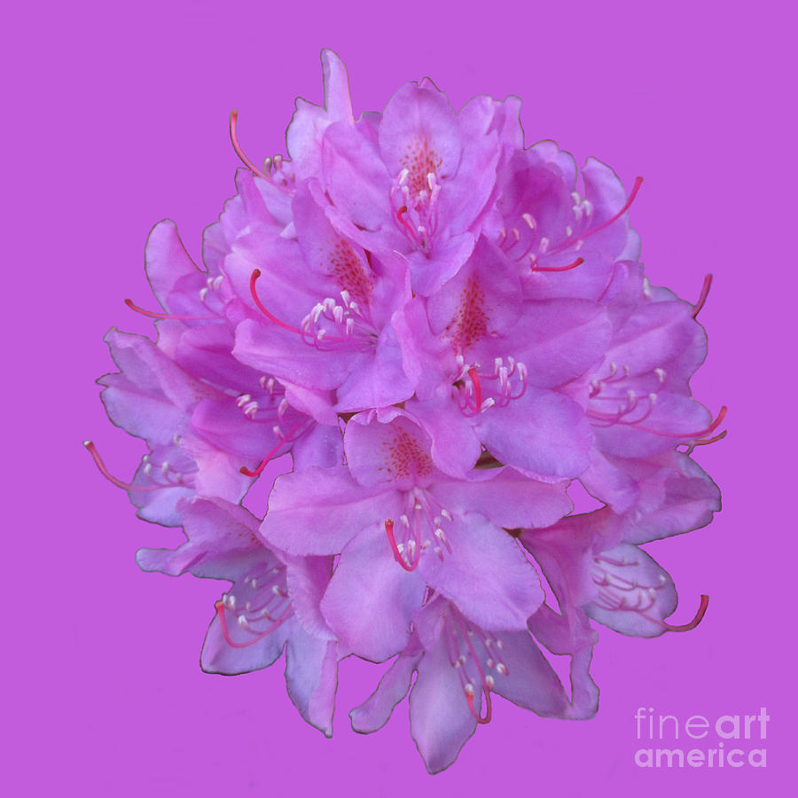 Rhododendron Bouquet 2 Photograph by Martin Howard