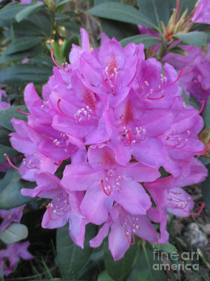Rhododendron Bouquet  Photograph by Martin Howard