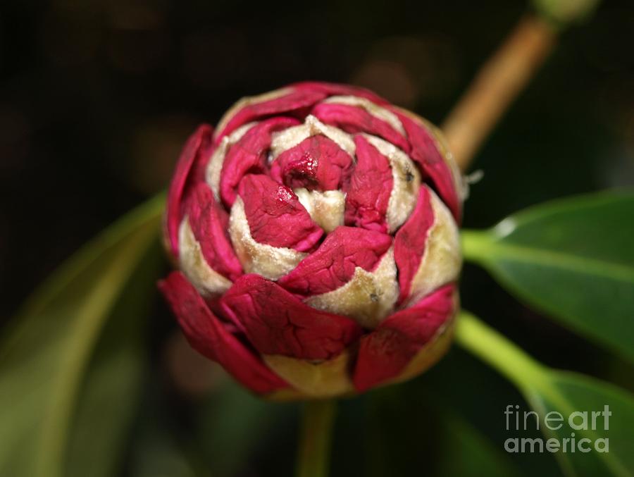 Rhododendron Bud Photograph