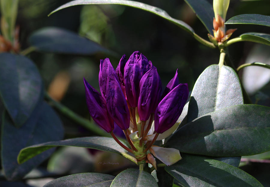 Rhododendron Buds Photograph by Jeanette C Landstrom