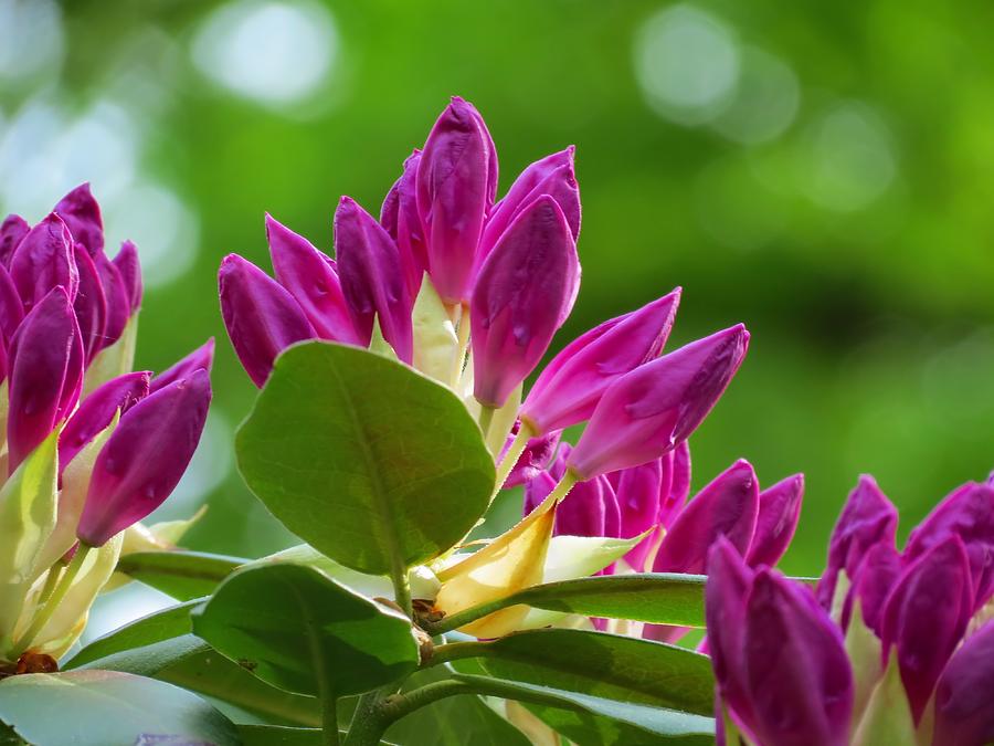 Rhododendron Buds Photograph by MTBobbins Photography