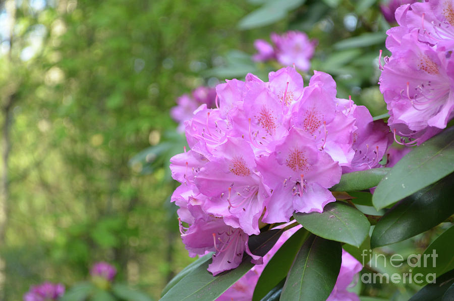 Rhododendron Bush in Bloom with Pink Flowers Photograph by DejaVu Designs