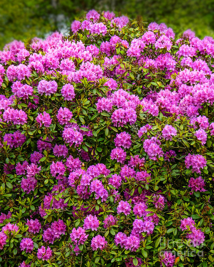 Rhododendron Bush Photograph by Lutz Baar