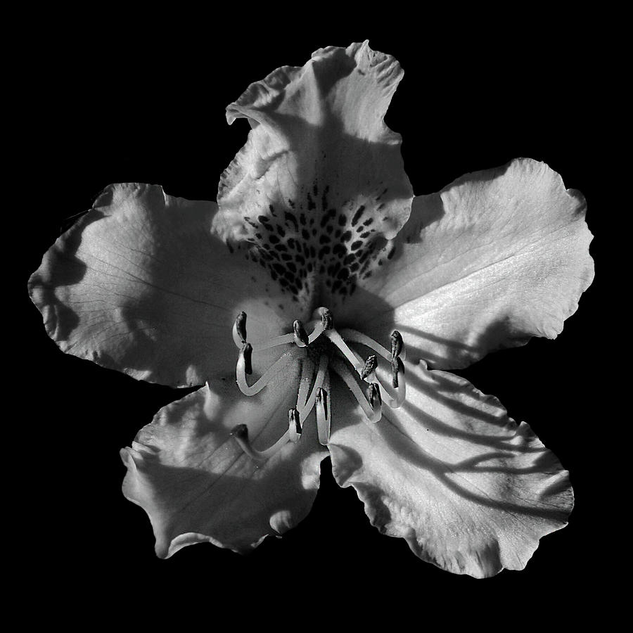 Rhododendron BW Photograph by Inge Riis McDonald