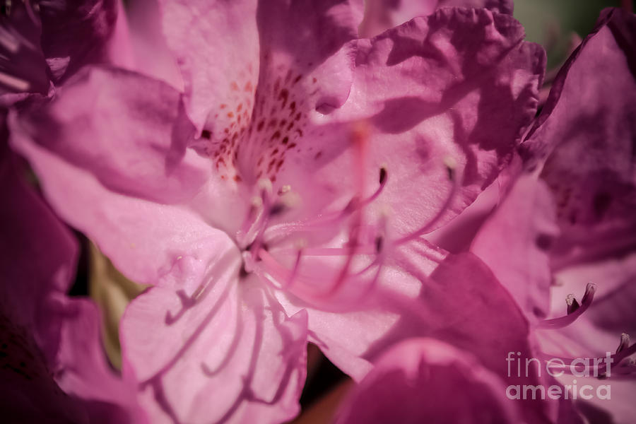Rhododendron-close up Photograph by Claudia M Photography