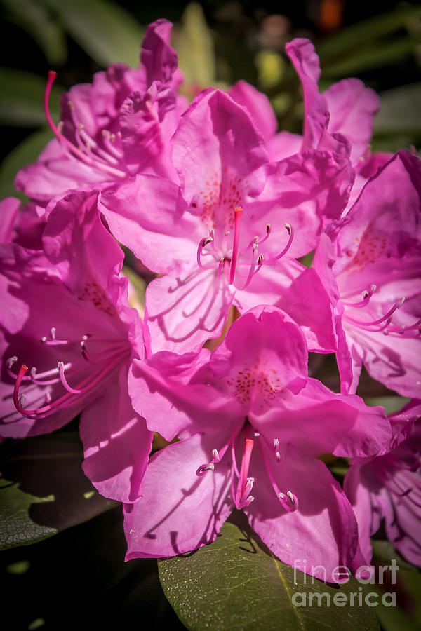 Rhododendron-close up1 Photograph by Claudia M Photography