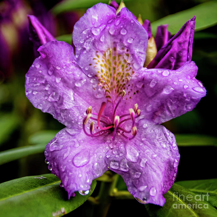 Rhododendron Crying In The Rain Photograph by Janice Pariza