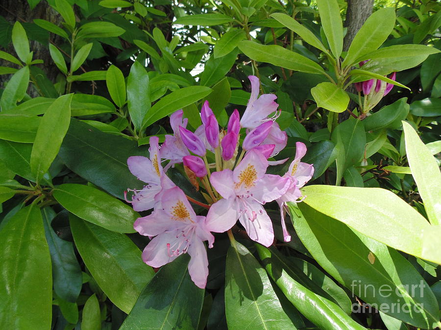 Rhododendron Photograph by Daun Soden-Greene