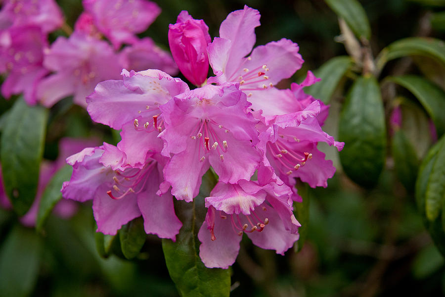 Rhododendron Photograph by Dawn OConnor